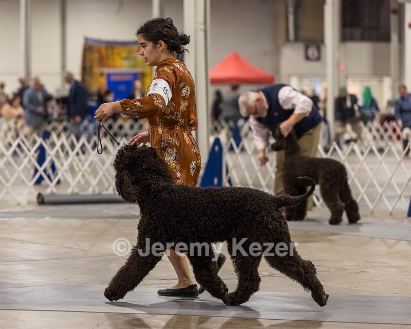 15 - CH POOLE'S IDE DARK KNIGHT (Oscar)