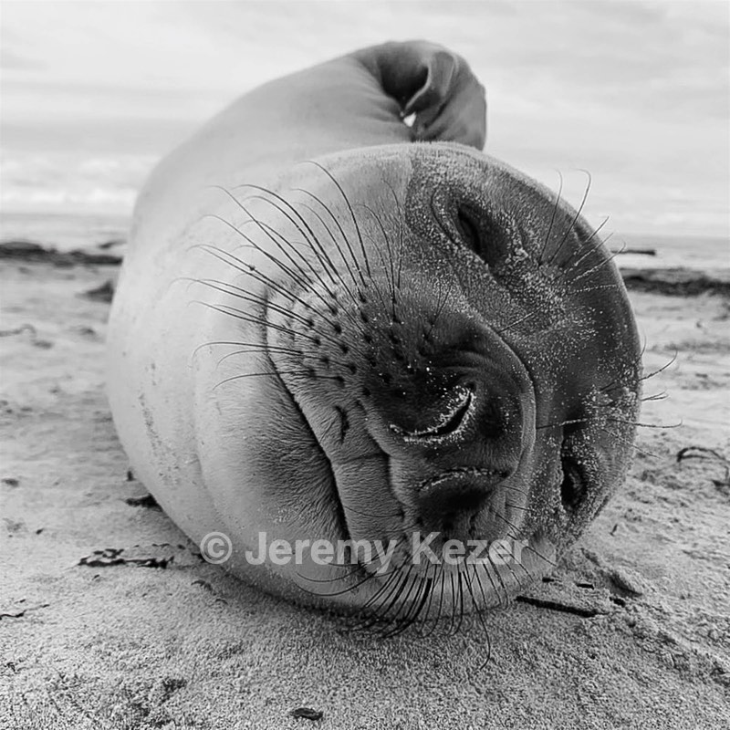 Southern Elephant Seals, Sea Lion Island, The Falklands