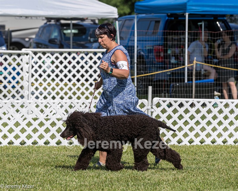 43 - GCH CH Chantico's Shelter From The Storm CD RA MX AXJ MXP2 MJP2 MJPB XF DS (Reef)