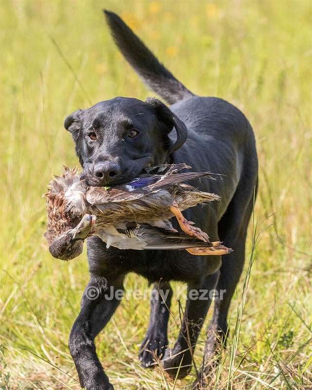 Bolt Sboro