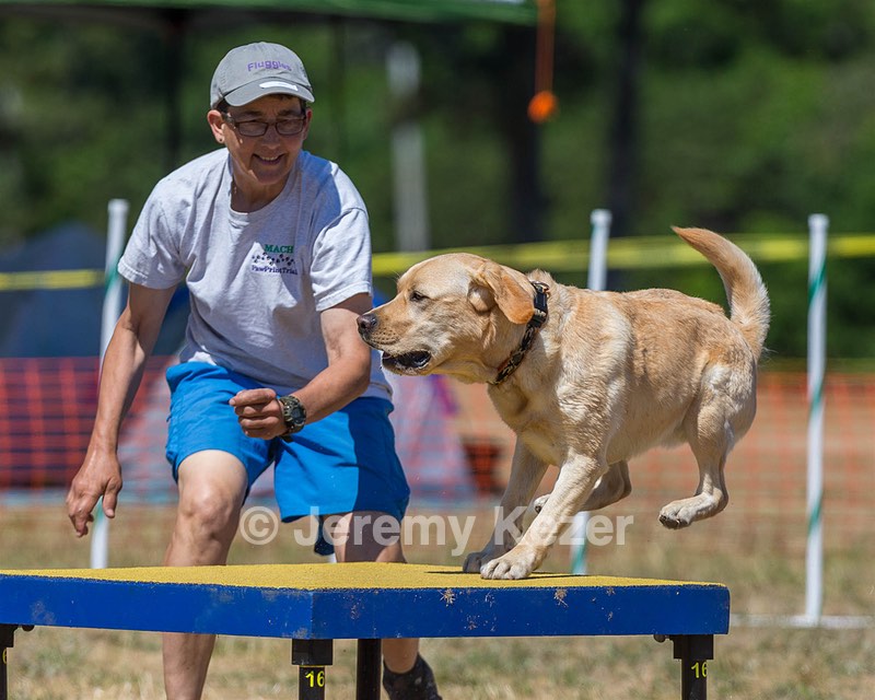 Dojo Spagnesi