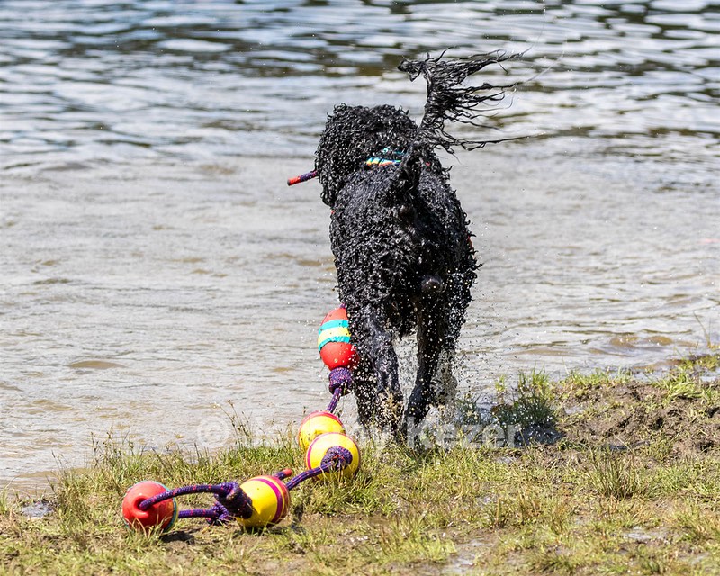 Rosie