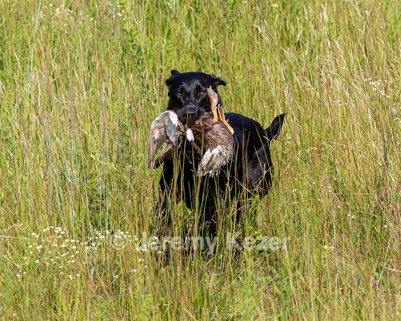 Gunner Woodfall