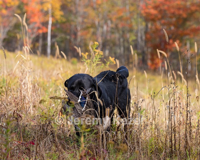 20191013-WCL-0013.jpg