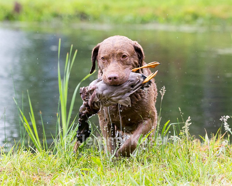 Hunter Law