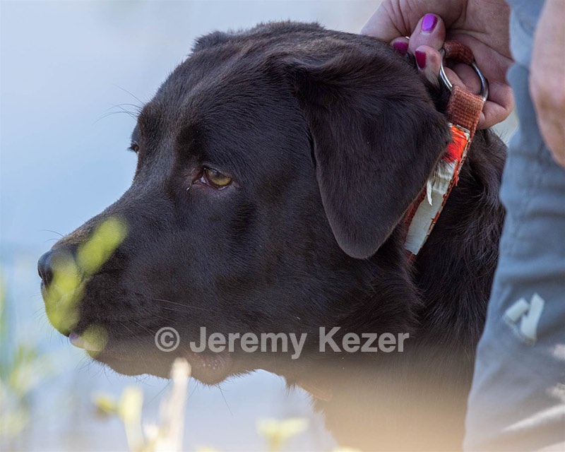 Jenny Brownell