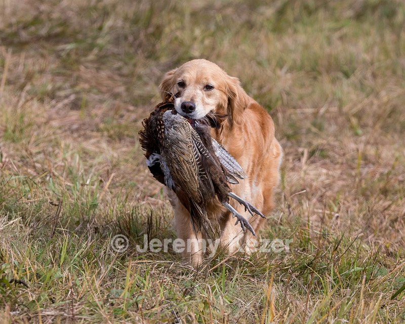 Josie