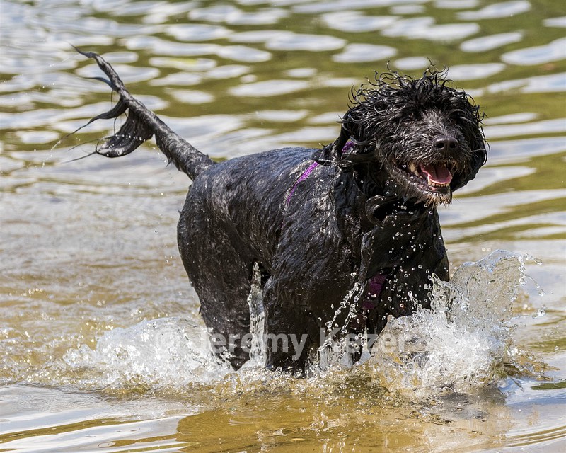 Rosie