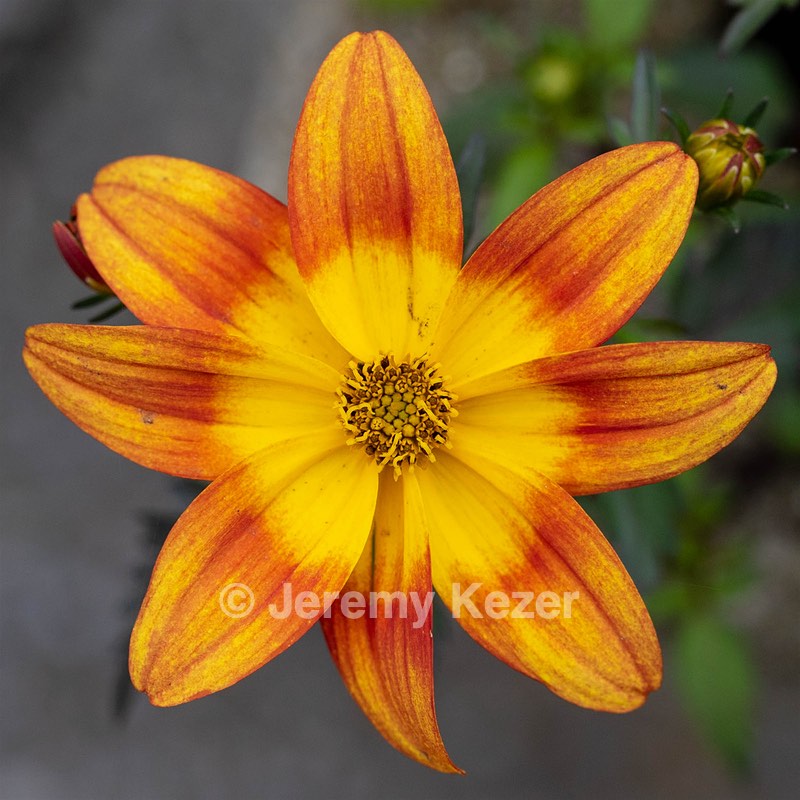 Flower, Amesbury, Massachusetts