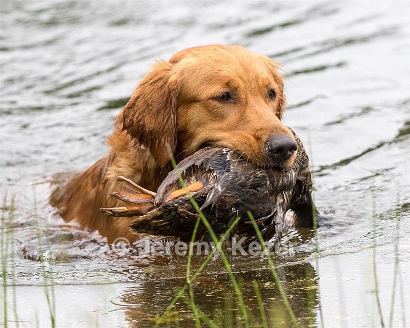 20160605-SHRW-0046.jpg