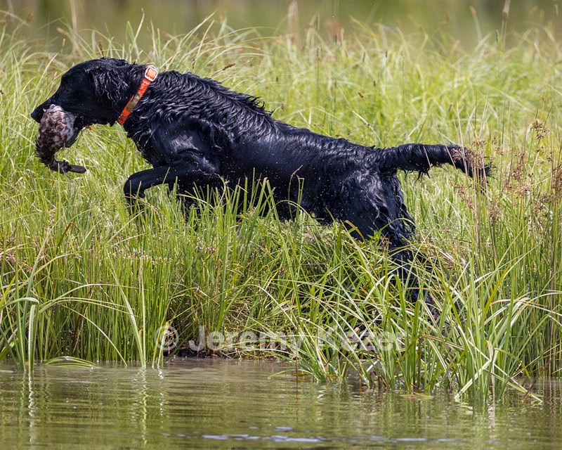 Crusoe Kuchinos
