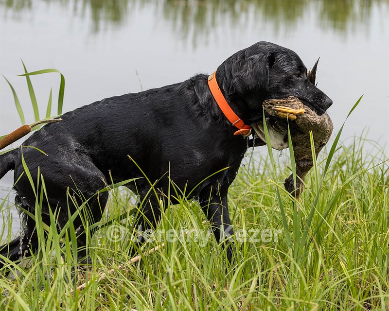 Buster Lobley