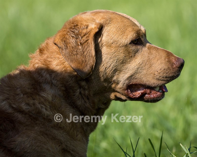 Odie