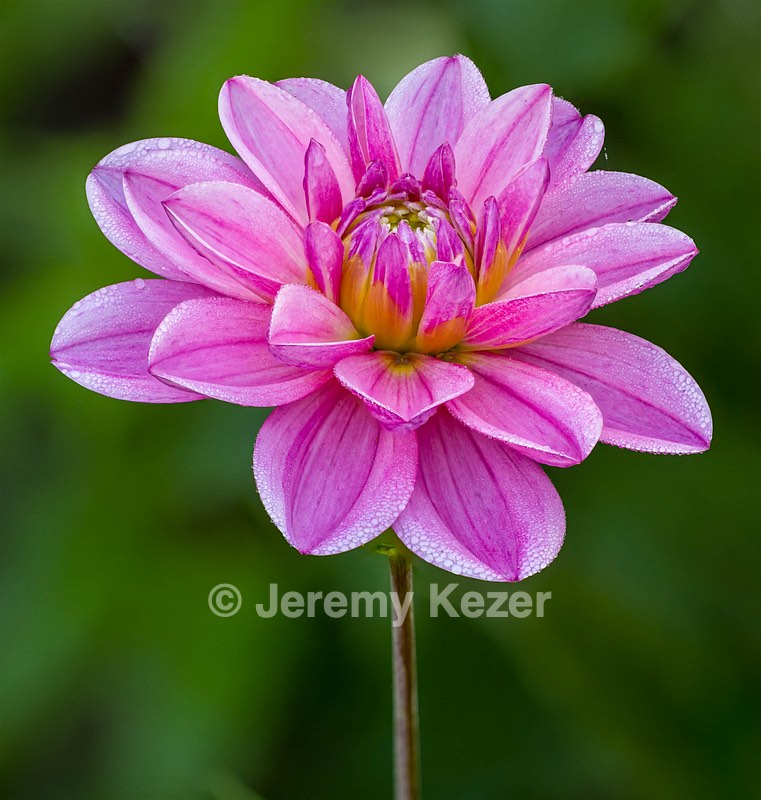 Dahlia, Massachusetts