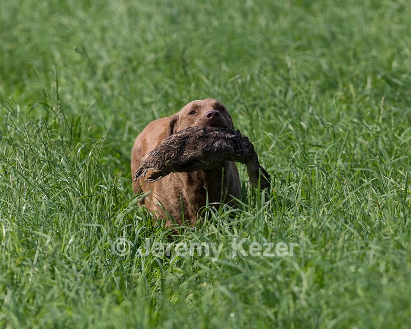 Derby Turcotte