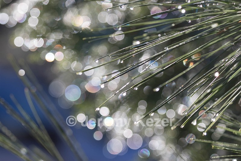 Pine Needles, Yosemite National Park