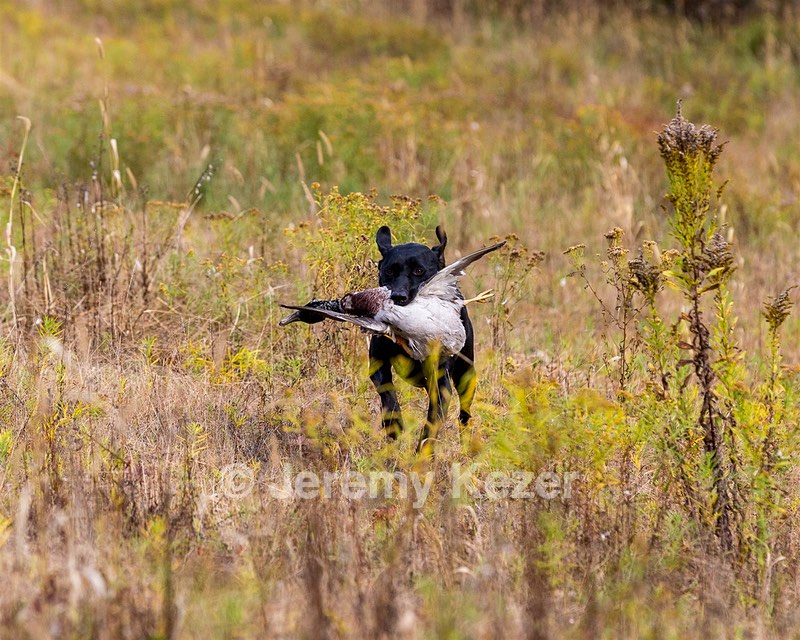 Iowa Pointing Labs Messinger's Kel (Kel)