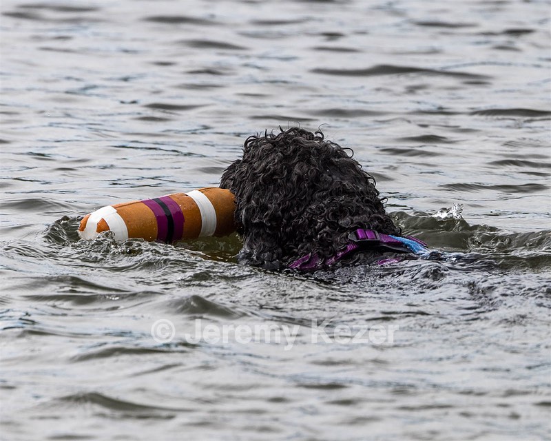 Perry Schaub