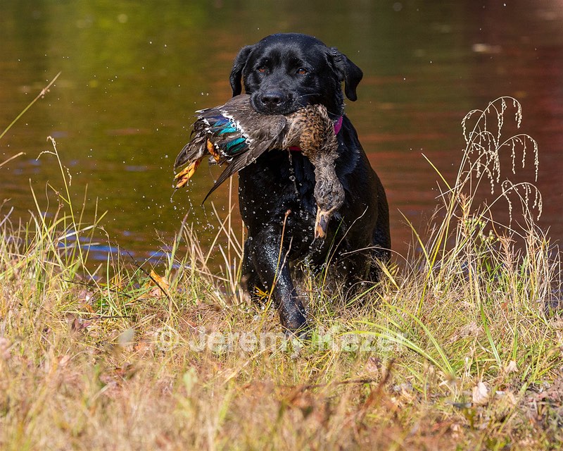 Shoreline's Dancing Girl (Sadie)
