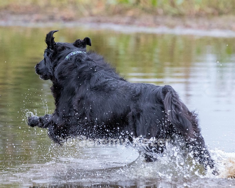 Ripple