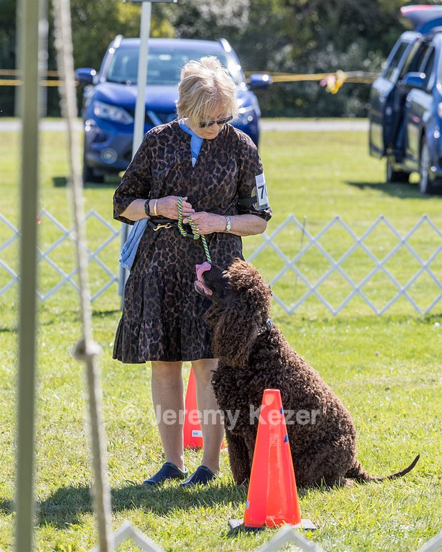 GCH CH CASTLEHILL'S RAMBLIN' RAFAEL O'CRISPIN BN (Rafi)