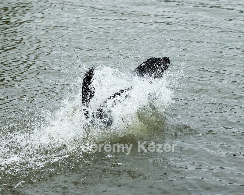 Splash