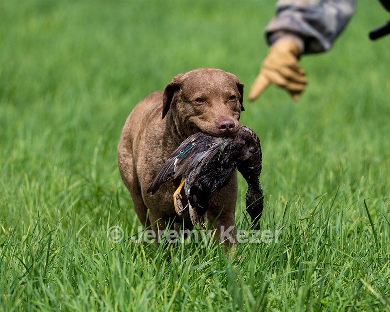 Hunter Law