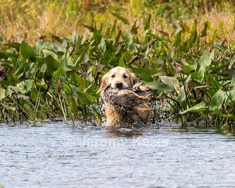 Ghillie Deresienska
