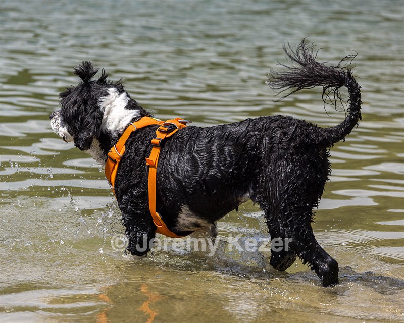 Piper Brogan