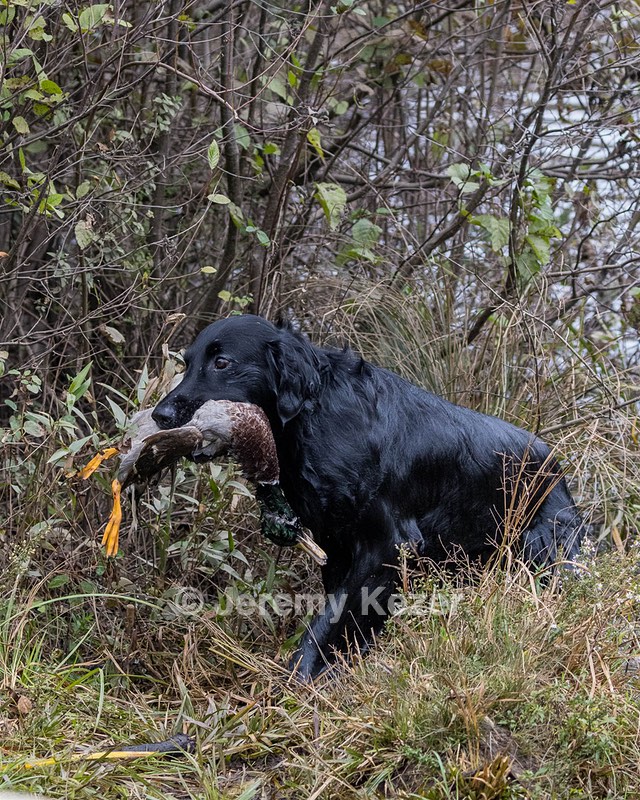 Gunner McCluer