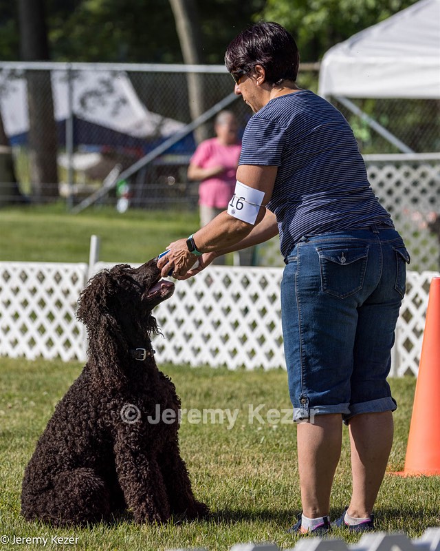 16 - GCH CH Chantico's Shelter From The Storm CD RA MX AXJ MXP2 MJP2 MJPB XF DS (Reef)