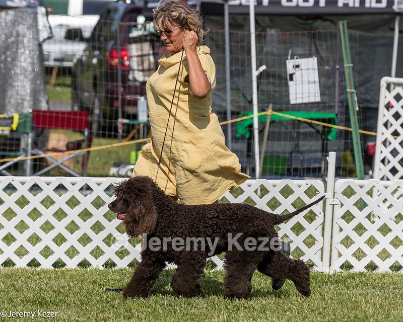 86 - GCH CH Chantico's The Power Of One (Allure)