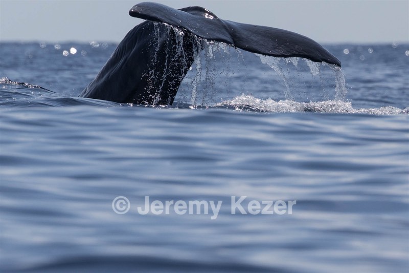 Sperm Whale