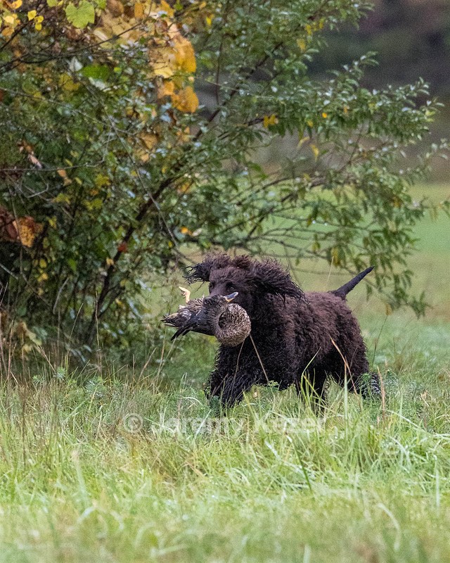 Ghillie Kezer