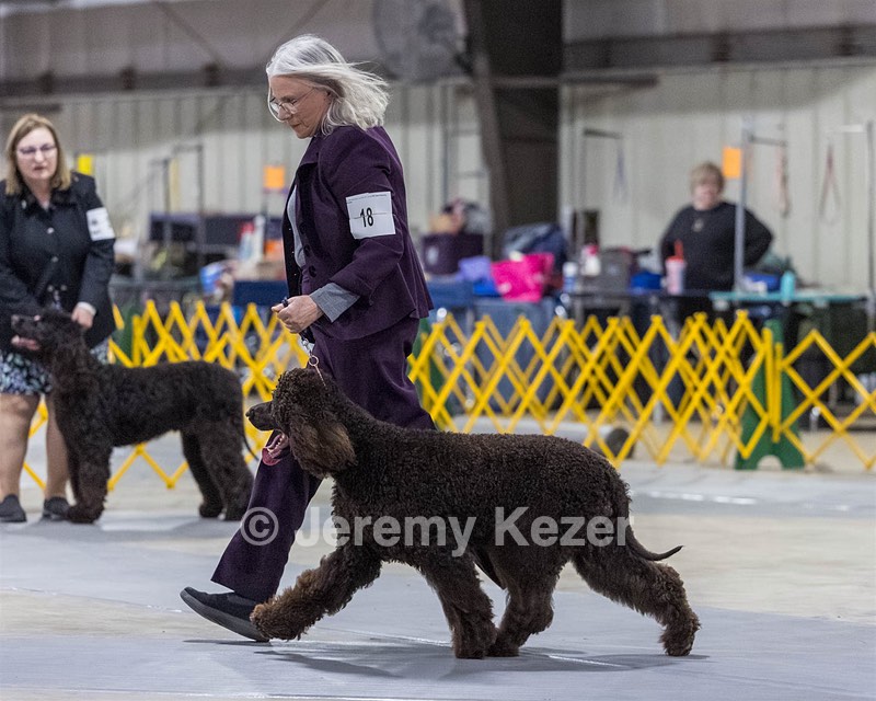 18 - CASTLEHILL'S P.S. BABY I'M A STAR AT DONNYBROOK FDC CA FCAT SWNE
SWA SIAE SEAE TKN ATT FTN (Portia)