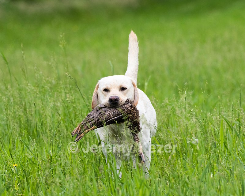 Goose