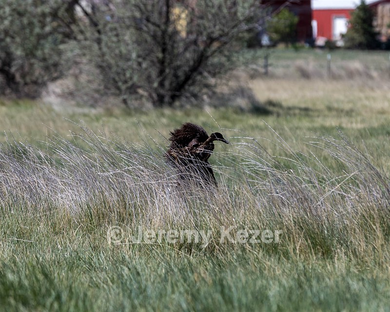 Ghillie
