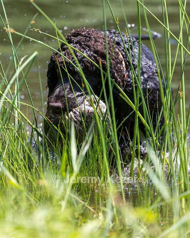 Ghillie Kezer