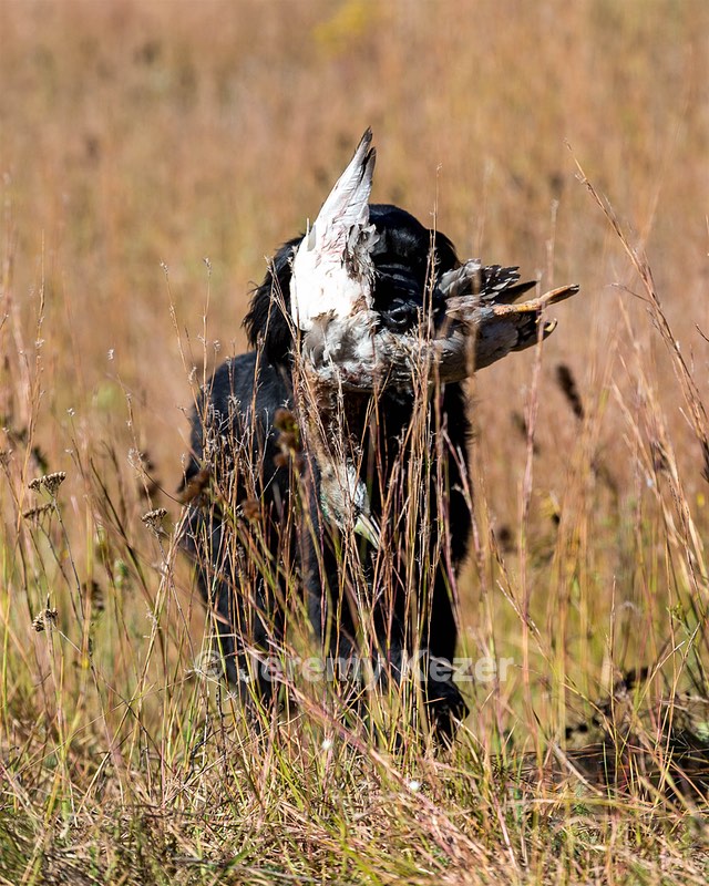 Ruger Bodine