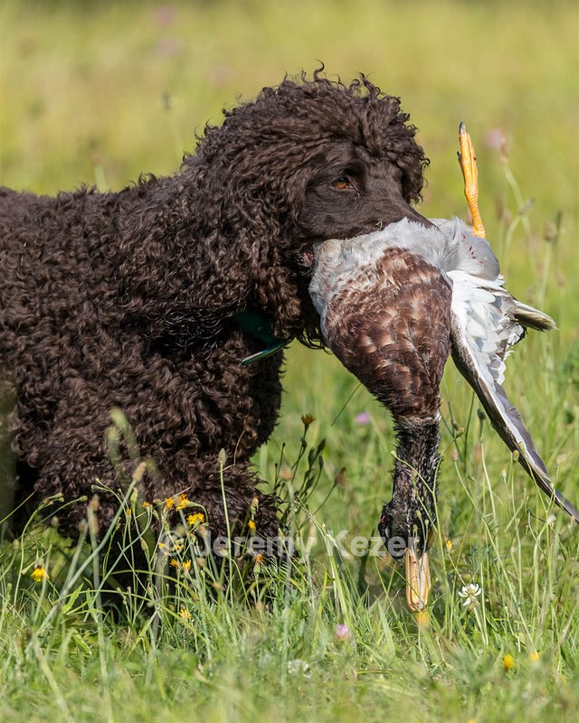 Ghillie Kezer