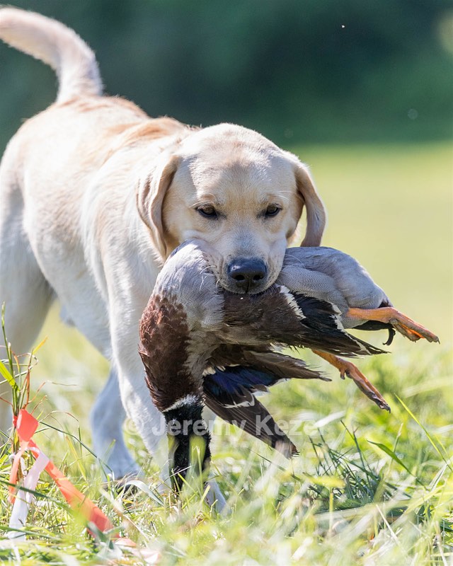 Weatherby Rowland