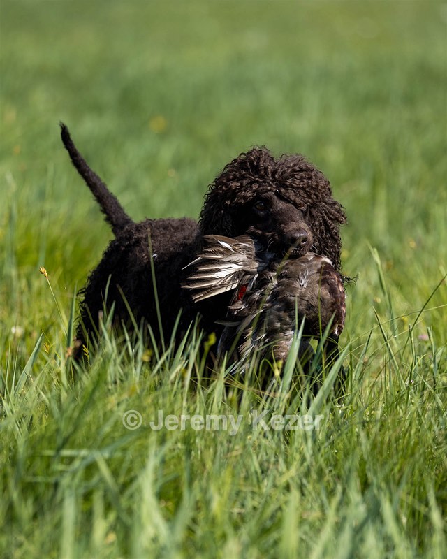 Ghillie Kezer