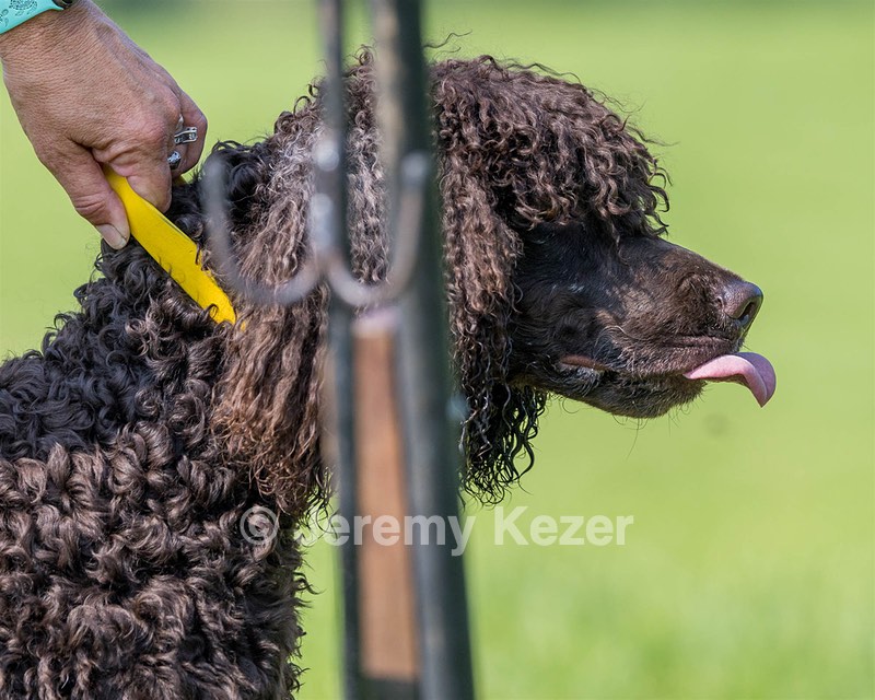 Arrow Kezer