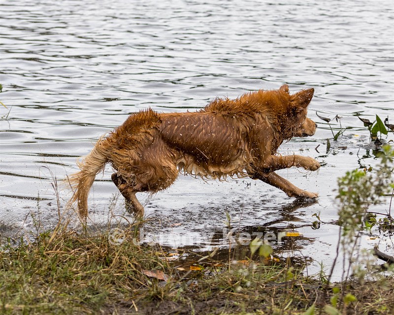 Tiger McCluer