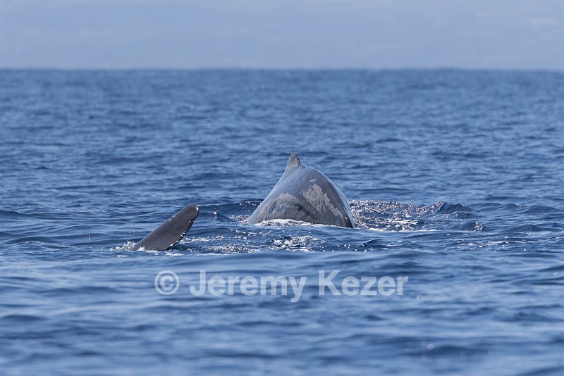 Sperm Whale