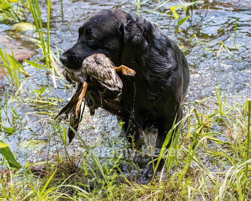 Scout