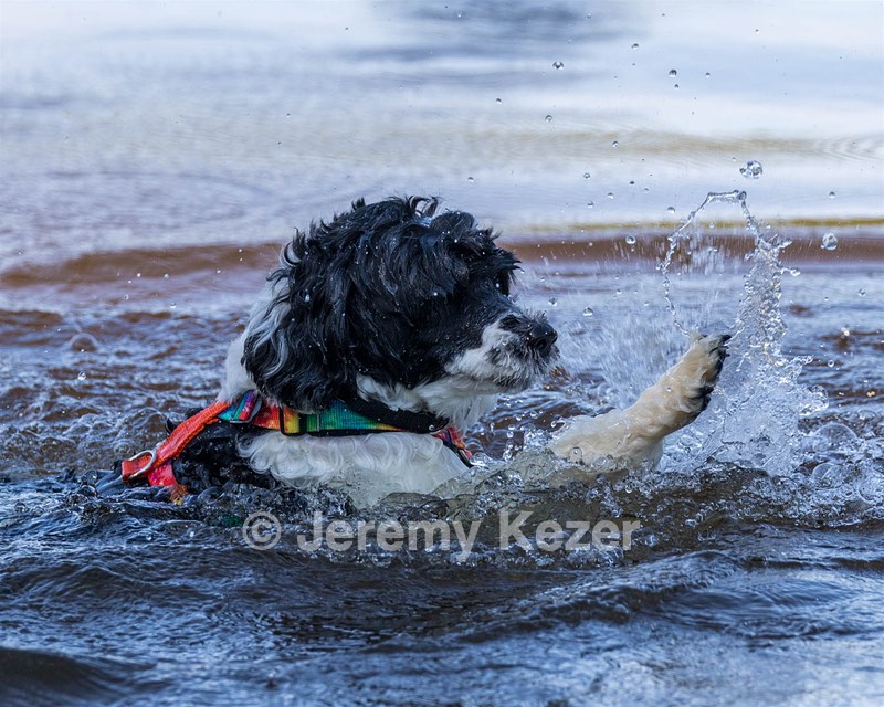 FiJi Gale