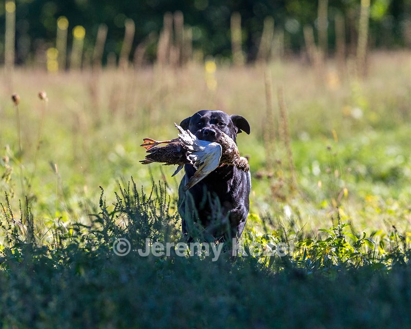 Fenway Tucker
