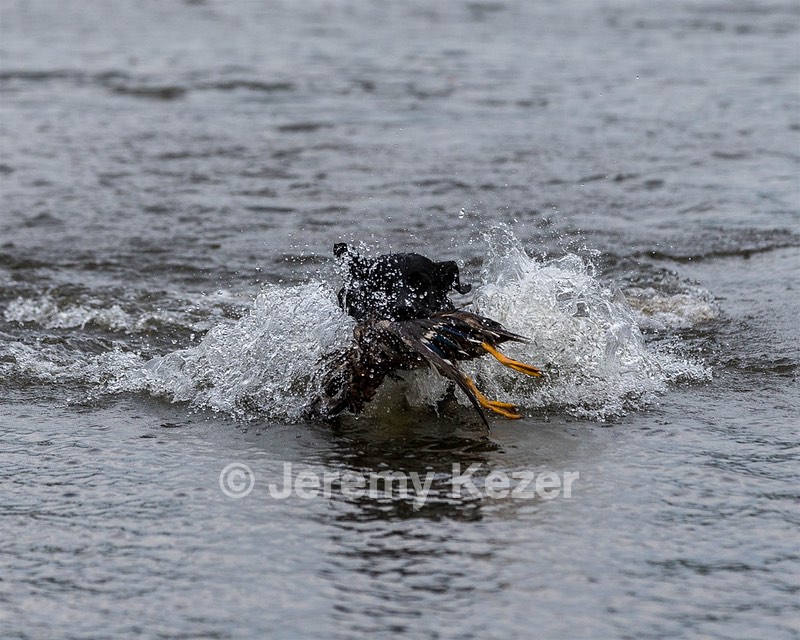 Splash