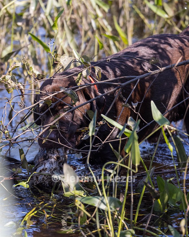 Finley Roberge
